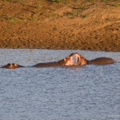 Hippopotame Afrique du Sud