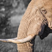 Elephant Afrique du Sud gros plan défense ivoire