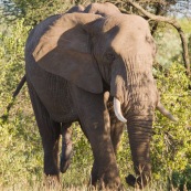 Elephant Afrique du Sud