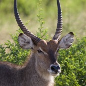 Gazelle Antilope Afrique du Sud parc Kruger