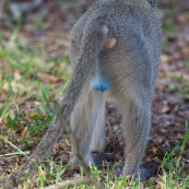 Le Vervet ou Vervet bleu (Chlorocebus pygerythrus) est un singe aux testicules bleues