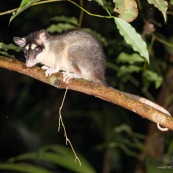 Marsupial ou opposum. Guyane.
