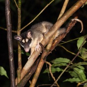 Marsupial ou opposum. Guyane.
