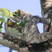 Paresseux à trois doigts (Bradypus tridactylus), Paresseux à gorge claire, Mouton paresseux ou Aï. Mère et son bébé. Sentier du Rorota. Guyane.  En train de manger des feuilles de bois canon.