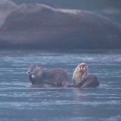 Loutre neotropicale
