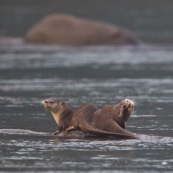 Loutre neotropicale