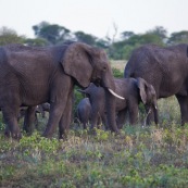 Elephants Afrique du Sud