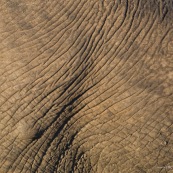 Peau elephant Afrique du sud