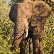 Elephant Afrique du Sud