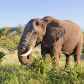 Elephant Afrique du Sud parc Kruger