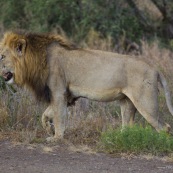 Lion Afrique du Sud parc Kruger