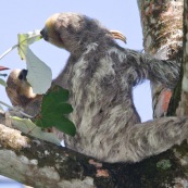 Paresseux à trois doigts (Bradypus tridactylus), Paresseux à gorge claire, Mouton paresseux ou Aï. Mère et son bébé. Sentier du Rorota. Guyane.  En train de manger des feuilles de bois canon.