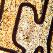 Pièce de 50 centimes au microscope