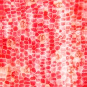Pétale rouge au microscope : cellules et stomates formes hexaédrique. Hexaedre.