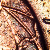 Pièce de 5 centimes au microscope