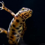 Triton ponctué Classe : AmphibiaOrdre : UrodelaEspÃce : Triturus vulgarisSexe : MâleVue de dessous, en phase aquatique, nageant, vue du ventre