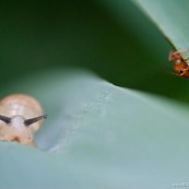 Escargot et coléoptère