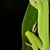 Anolis punctata