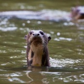 Nutria gigante