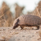 Armadillo peludo