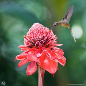 Nicolaia (de Asia) et colibri