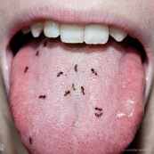 Langue avec des fourmis. Petites fourmis au gout de citron. Manger des fourmis.