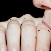 Langue avec des fourmis. Petites fourmis au gout de citron. Manger des fourmis.