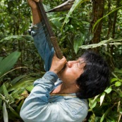 Indigene Waorani montrant sa sarbacane. En joue en train de chasser dans la jungle, vue de face. Amerindien.