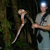 Homme dans la foret tropicale amazonienne avec un boa arc en ciel entre les mains sur une branche. Serpent. Lampe frontale de nuit. Epicrates cenchria.