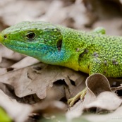 LÈzard vert
Classe : Reptilia
Ordre : Squamata
EspËce : Lacerta (viridis) bilineata
Gros plan de la tÍte, gorge bleu profond.