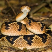 Crotalus durissus terrificus. Serpent à sonnette. Genre : crotalus, crotale. Environ 1m40 de long. Cascabelle, ou crotale des tropiques. De nuit sur un sentier, enroulé sur le sol, la tête dressée. Bolivie Parc national Amboro.
