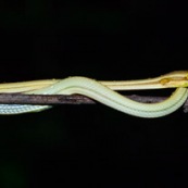 Oxybelis (Xenoxybelis) argenteus, Green-striped vine snake. Serpent non venimeux du bassin amazonien, de nuit sur fond noir. Serpent blanc et vert. Guyane. Chute Grégoire du coté du barrage de Petit Saut.