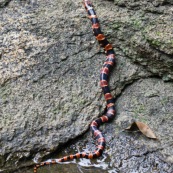 Serpent Guyane.