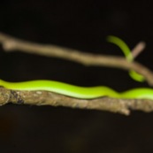 Serpent liane. Philodryas aestivus (aestiva) laticeps. Sur une branche, fond noir. Parc national Yasuni en Equateur.