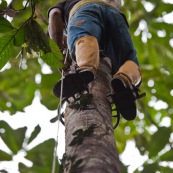 Botaniste en train de grimper dans un arbre pour prélever des feuilles et des fleurs, à l'aide de chaussures revêtus de barres métalliques (comme un piège à loup).