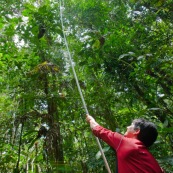 Botaniste dans la jungle sur le terrain en train de prélever des échantillons de feuilles, fruits et fleurs d'arbre. Avec une perche pour couper les branches. Foret tropicale amazonienne Equateur.