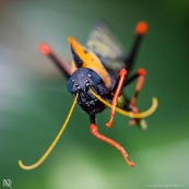 Criquet Arlequin - Parc Amazonien de Guyane