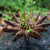 Graine tropicale - Clusia grandiflora - Guyane - Photographe