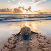 Tortue Luth - Salines - Guyane