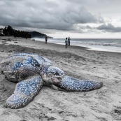 Tortue Luth - Salines - Guyane