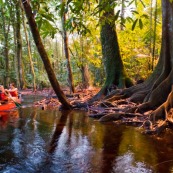 Crique Gabrielle - Guyane