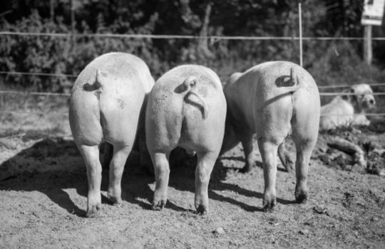 Ferme Pédagogique dans le Limousin