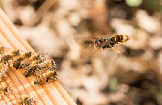 Frelon asiatique et Apiculture…