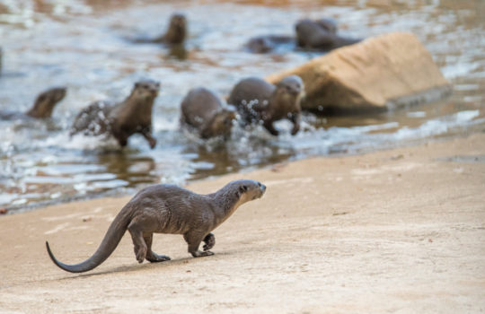 Singapore Otters