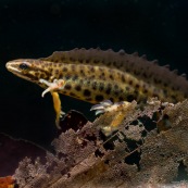 Triton ponctuÈ Classe : Amphibia Ordre : Urodela EspËce : Triturus vulgaris Sexe : M‚le Vue de profil, en phase aquatique, posÈ au fond de la mare