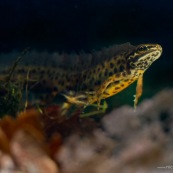 Triton ponctuÈ Classe : Amphibia Ordre : Urodela EspËce : Triturus vulgaris Sexe : M‚le Vue de trois quarts face, en phase aquatique, nageant en phase propulsive, au dessus du fond de la mare