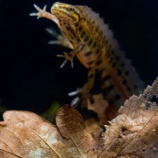 Triton ponctuÈ Classe : Amphibia Ordre : Urodela EspËce : Triturus vulgaris Sexe : M‚le Vue de trois quarts face, en phase aquatique, en suspens dans l'eau