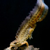 Triton ponctuÈ Classe : Amphibia Ordre : Urodela EspËce : Triturus vulgaris Sexe : M‚le Vue de face, posÈ sur une feuille morte du fond de la mare, phase aquatique