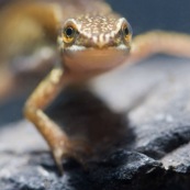 Femelle de triton palmÈ, vue de face, en phase aquatique, posÈe sur une roche. Classe : Amphibia Ordre : Urodela EspËce : Triturus helveticus Sexe : Femelle