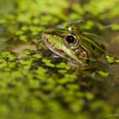 Gros plan sur la tÍte d'une grenouille verte, Èmergeant au milieu des lentilles d'eau. Classe : Amphibia Ordre : Anura Famille : Ranidae EspËce : Rana lessonae ou Rana esculenta